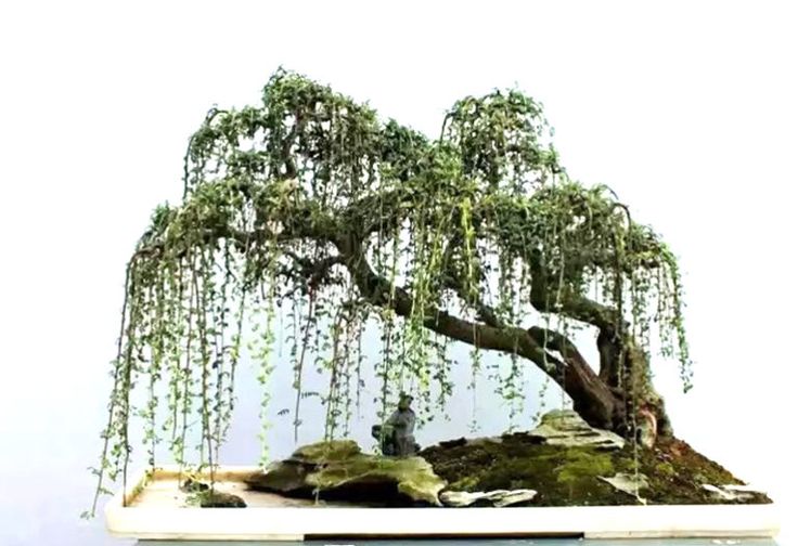 a bonsai tree is displayed on top of a table