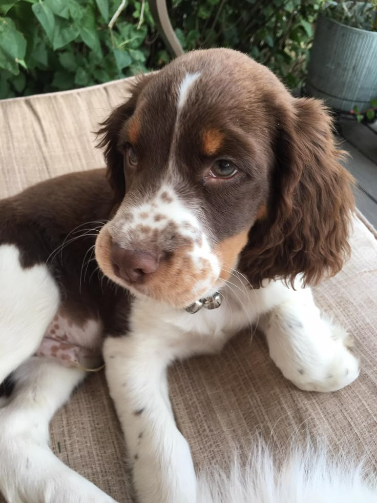 a brown and white dog laying on top of a wooden bench next to a bush