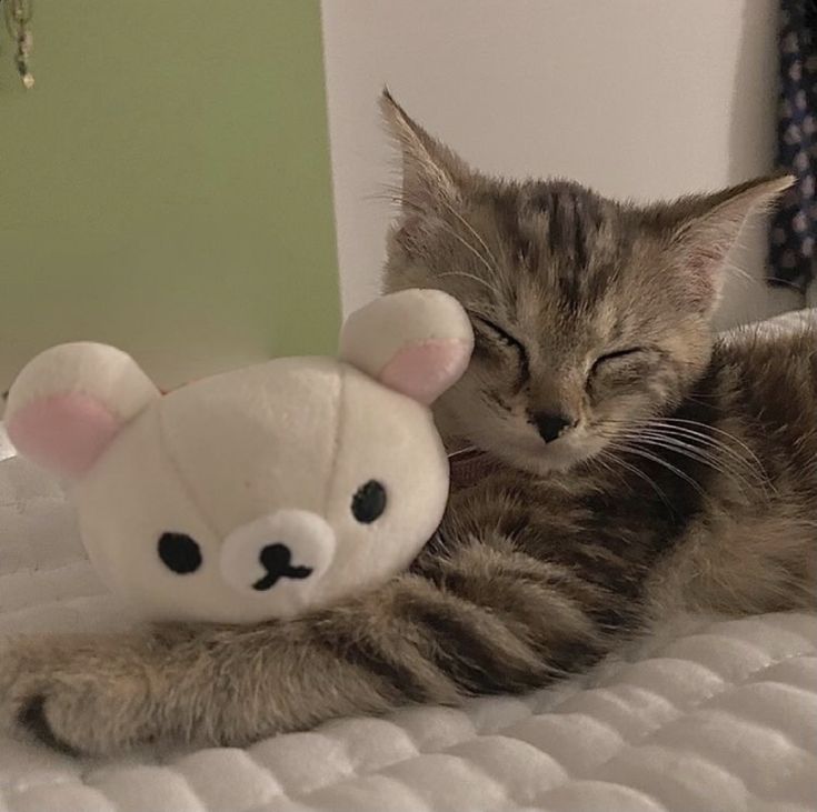 a cat laying on top of a bed next to a stuffed animal toy with it's eyes closed