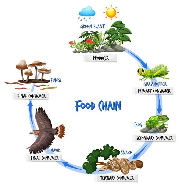 the food chain is shown in this diagram