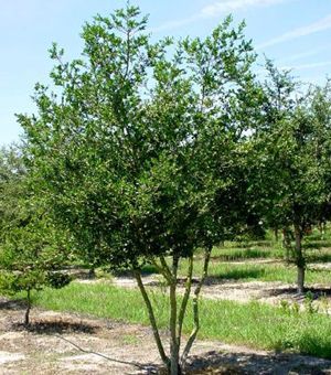 two small trees in the middle of a field