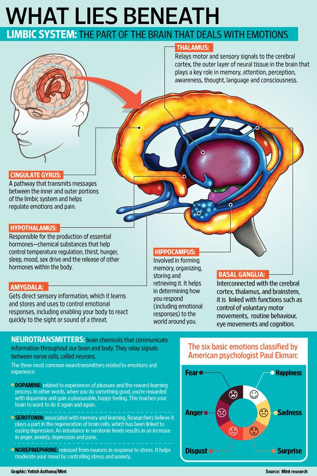 the anatomy of the human brain and its functions info poster with information for each section