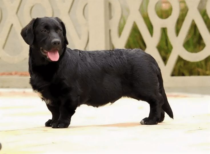 a large black dog standing on top of a cement floor next to a white fence