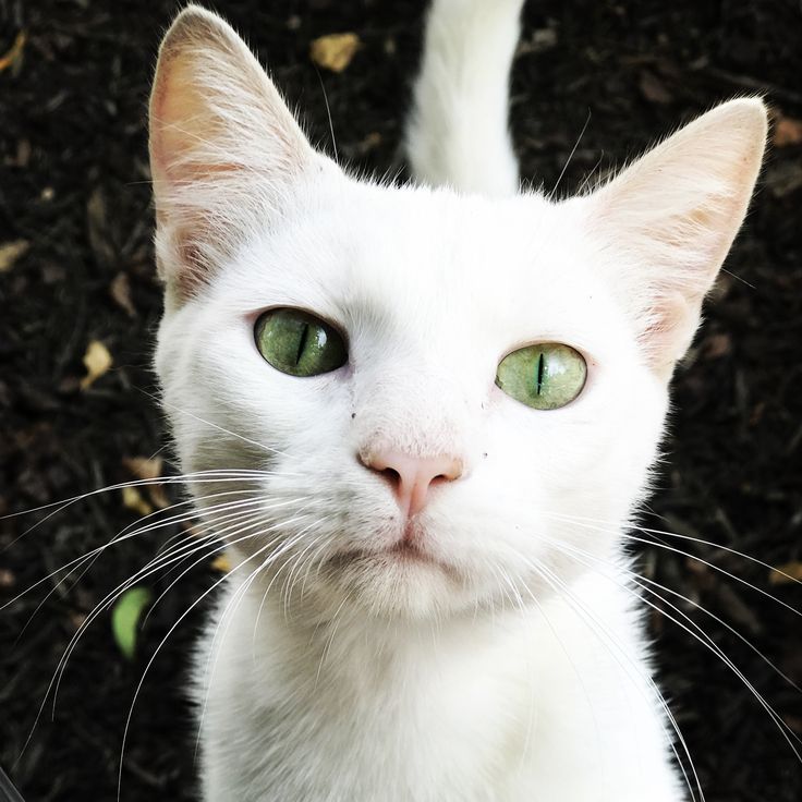 a white cat with green eyes looks up at the camera while standing in front of some grass