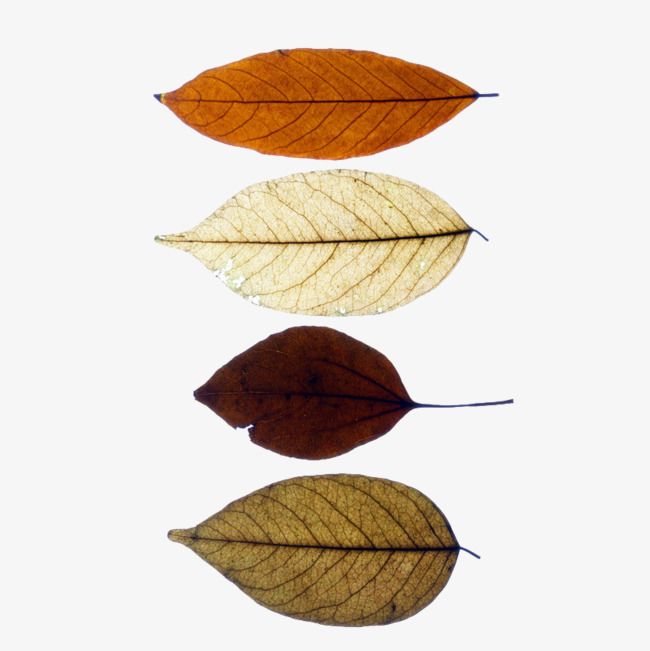 three different colored leaves floating in the air