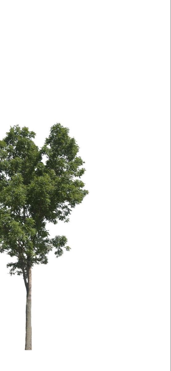 a single tree is shown against a white background