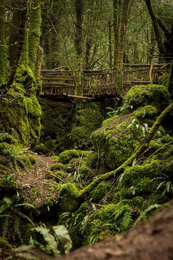 moss covered rocks and trees with a bridge in the background on a path through a forest