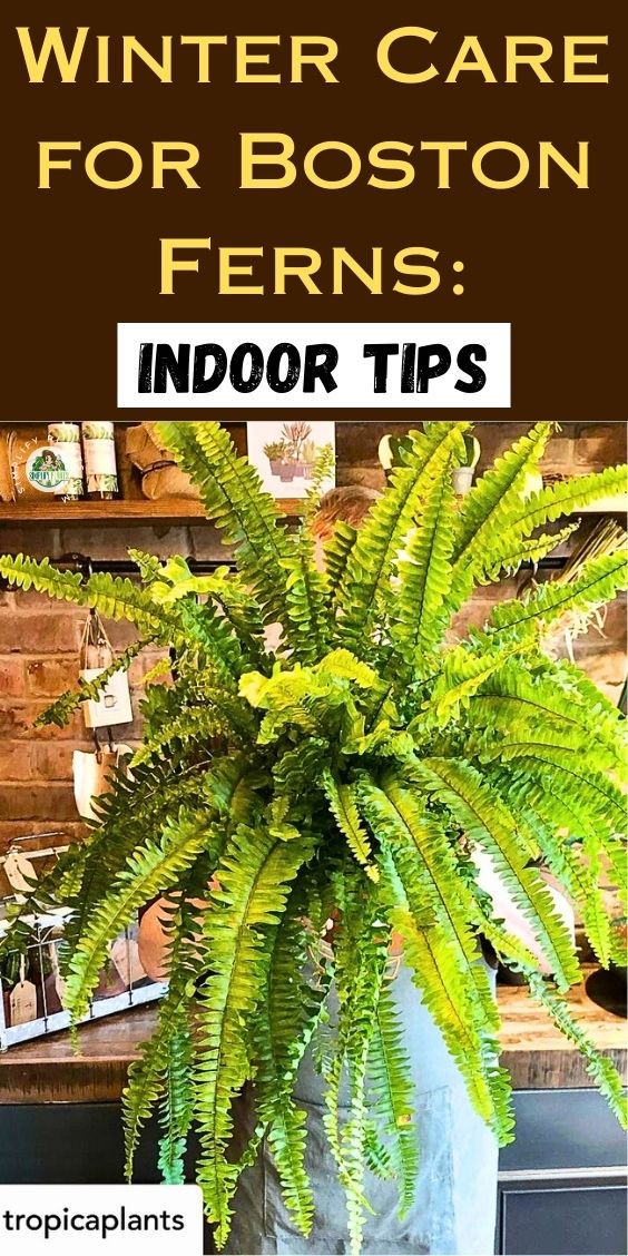 a potted plant sitting on top of a table with text overlay that reads winter care for boston ferns indoor tips