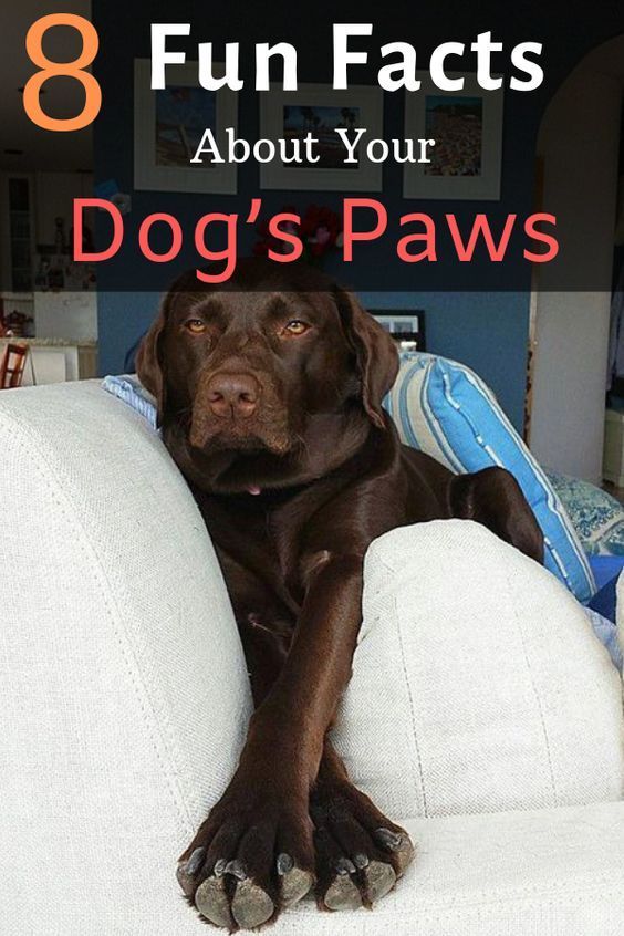 a brown dog sitting on top of a white couch with the words 8 fun fact about your dog's paws