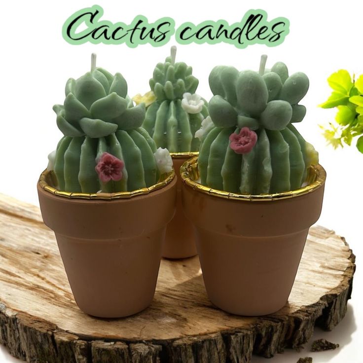 two small cactus plants sitting on top of a tree stump next to each other with the words cactus candles above them