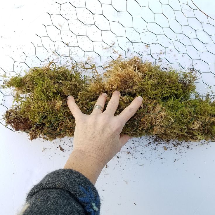 someone is holding their hand over the moss on top of a chicken wire mesh net