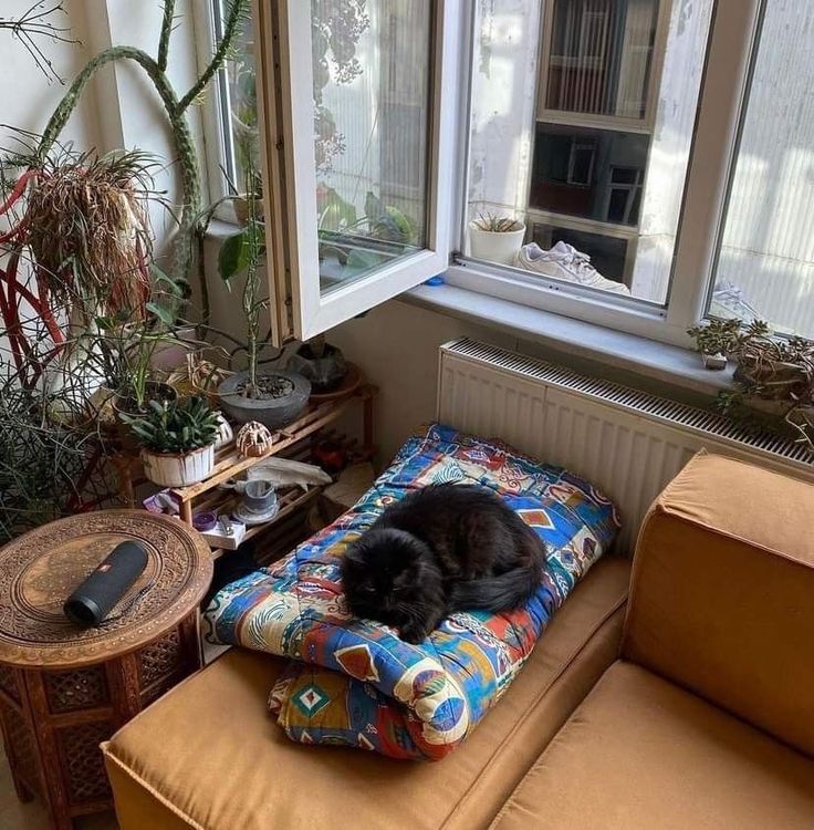 a black cat is sleeping on a pillow in the corner of a room with plants