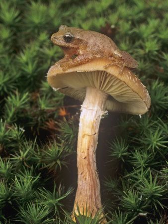 a small toad sitting on top of a mushroom