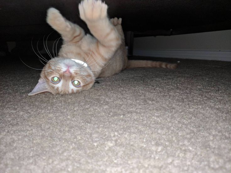 a cat laying on its back in the floor