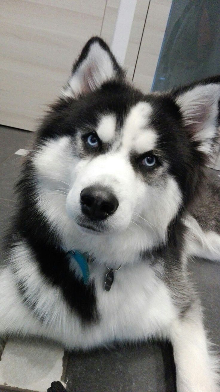 a black and white dog with blue eyes laying on the floor next to a door