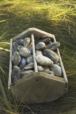 a wooden box filled with lots of clams in the middle of some tall grass