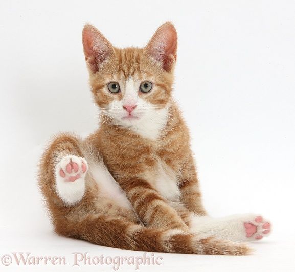 an orange and white kitten laying down with its paws spread out to look at the camera