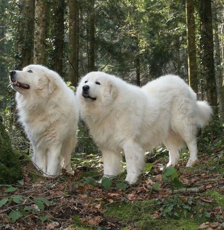 two large white dogs standing in the woods