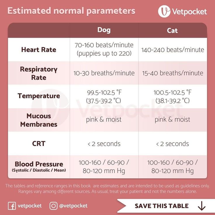 an info sheet describing the differences between heart rate and blood pressures in dogs, cats, and other animals