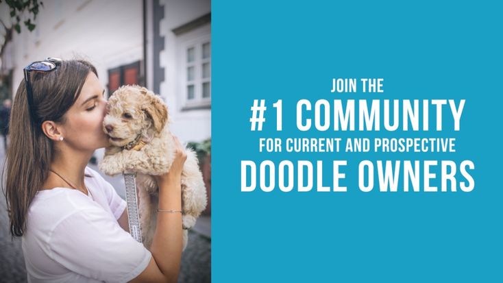 Popular Doodle | Goldendoodles, Labradoodles, Maltipoos & More!