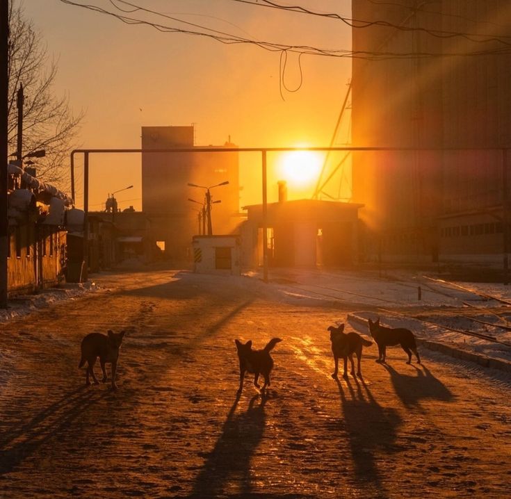 three dogs are running in the snow at sunset or dawn, with buildings and power lines behind them