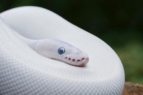 a close up of a white snake with blue eyes