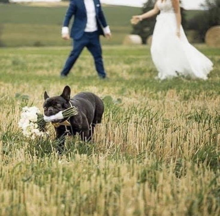 a bride and groom are walking through the grass with their dog, who is holding a bouquet in its mouth