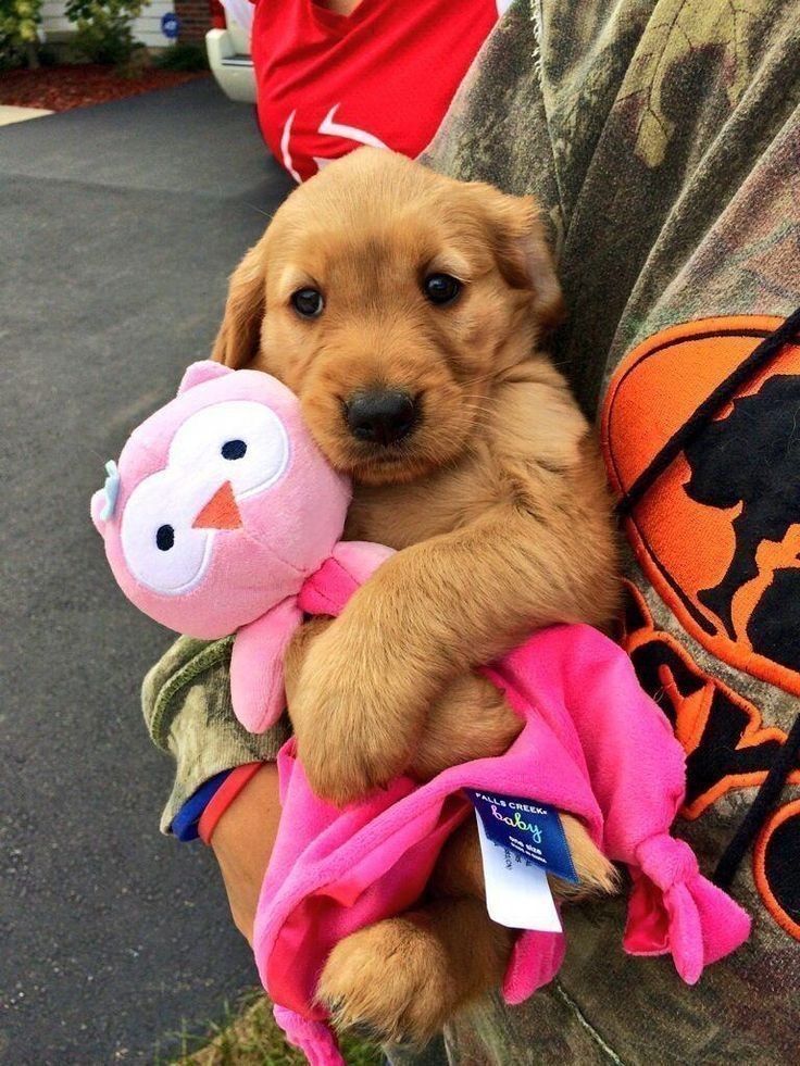 a person holding a puppy with a stuffed animal