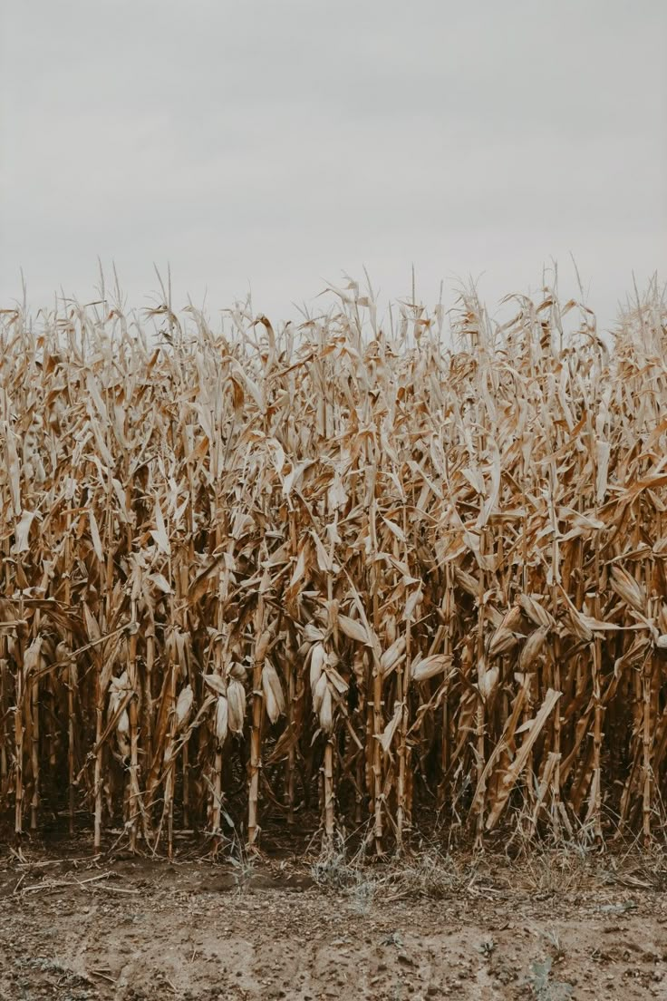 an image of a corn field taken from the ground