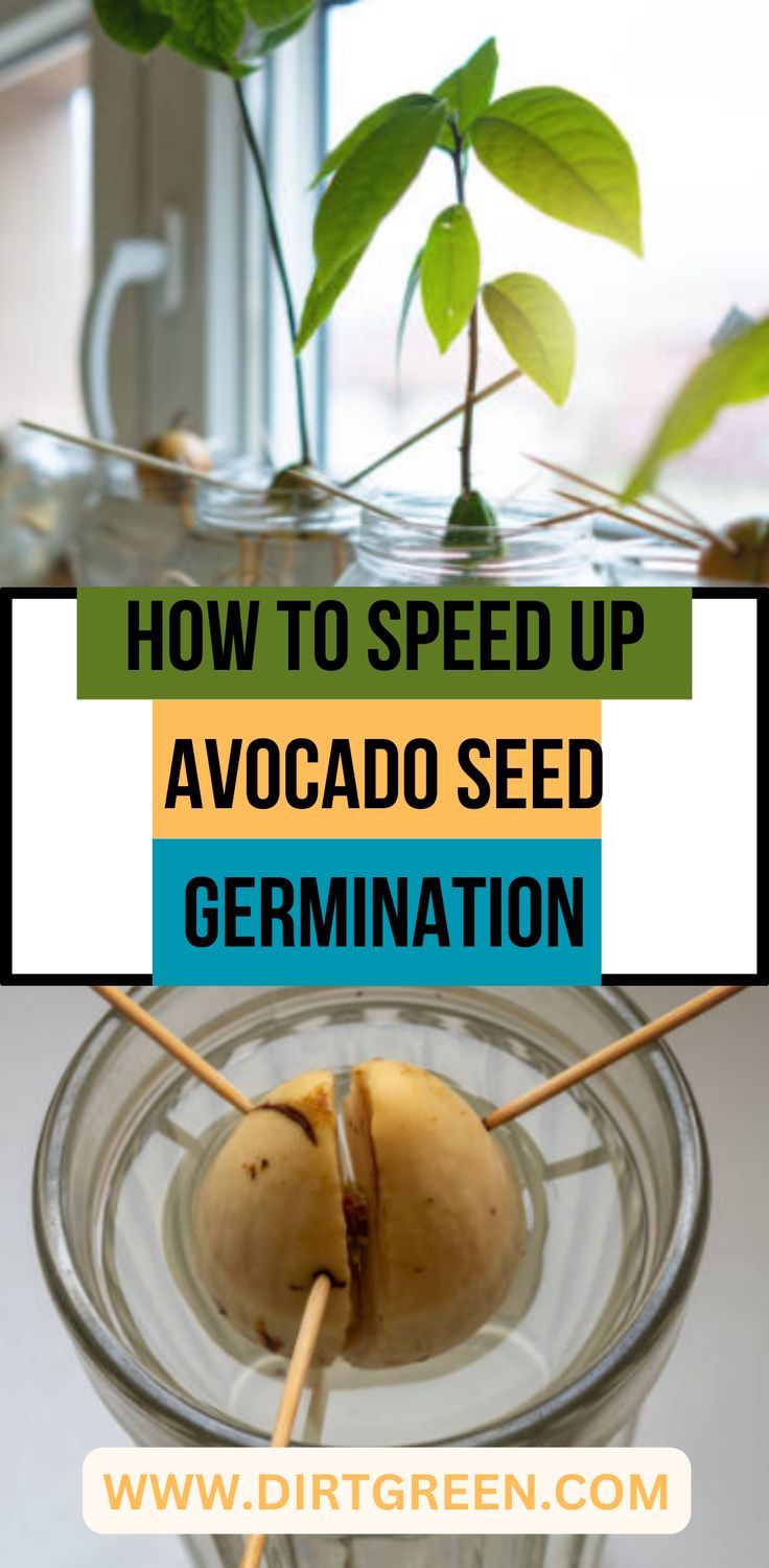 an avocado seed germin in a glass bowl with the text how to speed up avocado seed germin