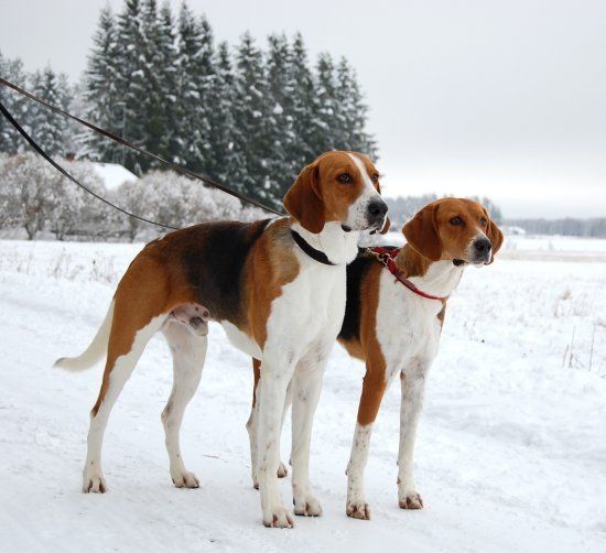 two brown and white dogs standing in the snow