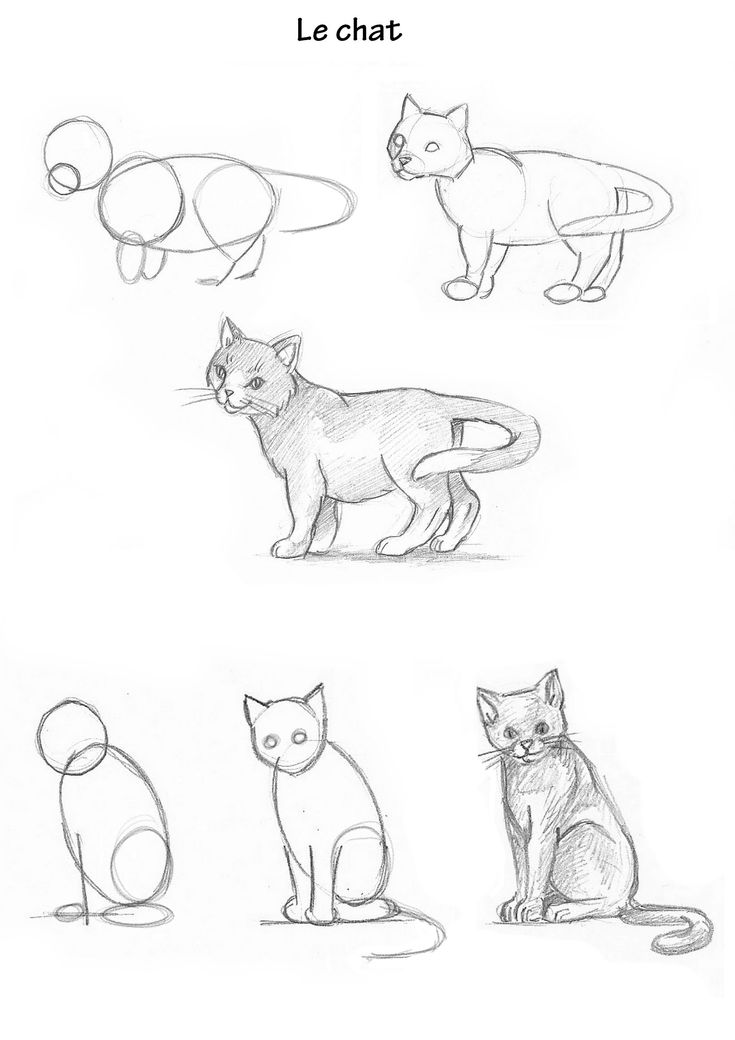 four different types of cats are shown in this drawing lesson, which shows how to draw them