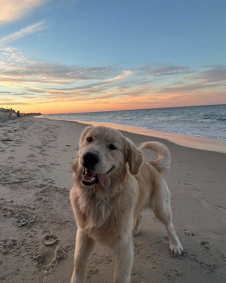 a golden retriever standing on the beach at sunset