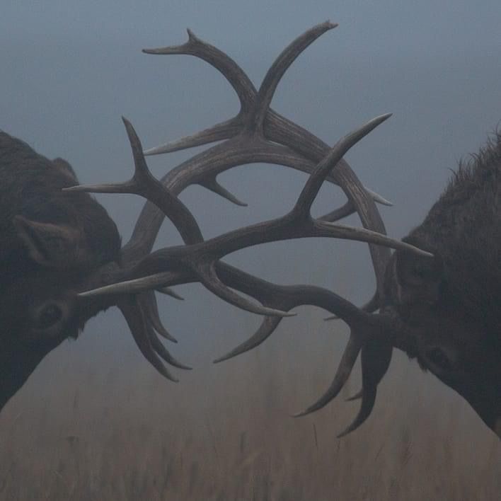 Antler Aesthetic, Elk Aesthetic, Sketch Reference, Bull Elk, Southern Gothic, Pretty Animals, Ap Art, Glacier National, Glacier National Park