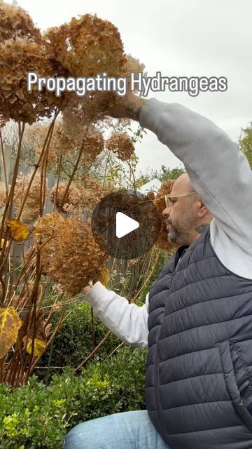 Hydrangea Support, Hydrangea Propagation, Propagate Hydrangea, Hydrangea Cuttings, Garden Knowledge, Propagating Hydrangeas, Garden Magic, Hydrangea Garden, Cold Frame