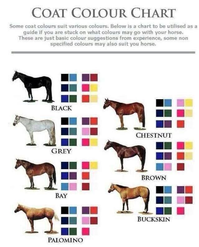 the different colors of horses are shown in this chart, which shows how they can be used