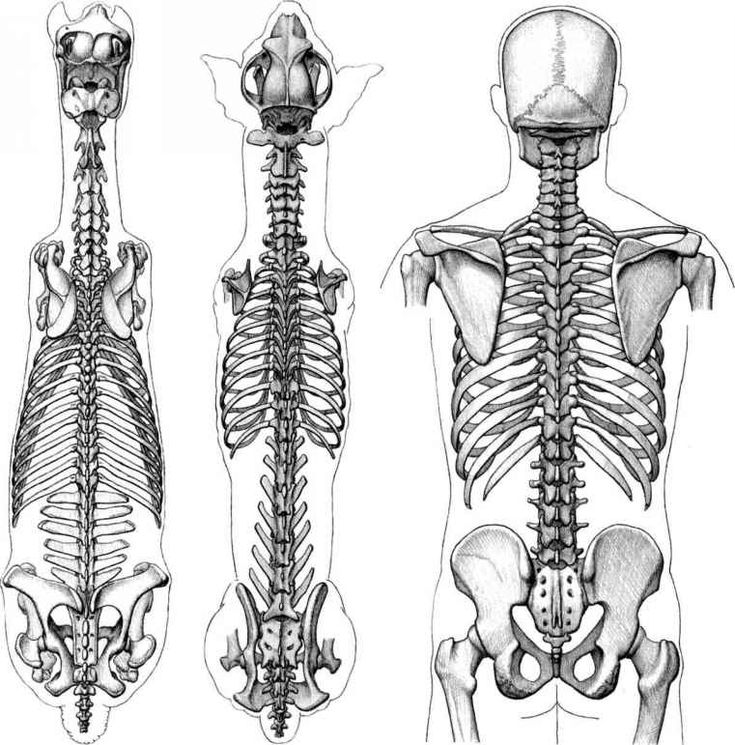 three different views of the back and side of a human skeleton, each with its own bones