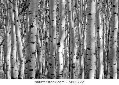 black and white photo of trees in the woods