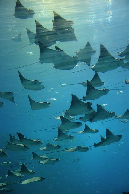 many stingfish are swimming in the water