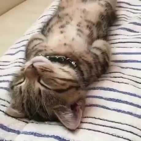 a cat laying on its back on top of a blanket