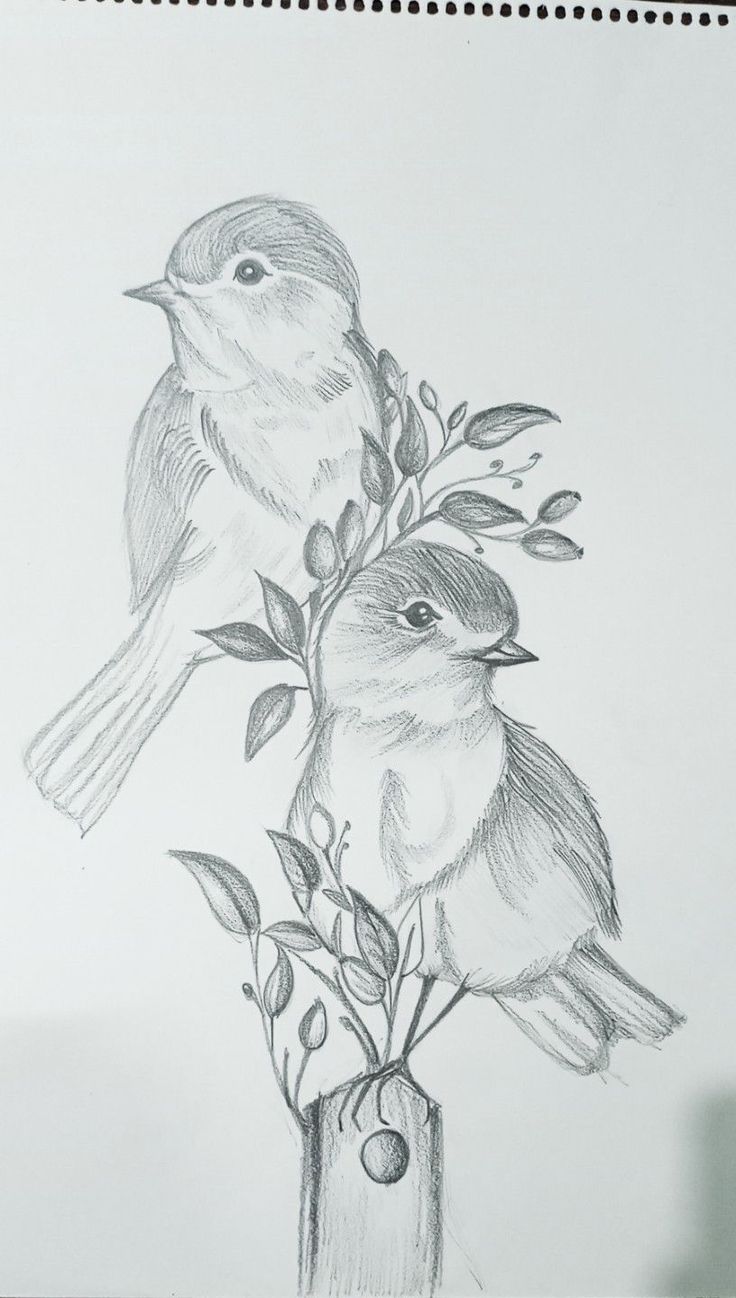 pencil drawing of two birds perched on top of a branch with leaves and berries in it