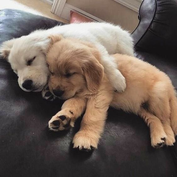 a brown and white dog laying on top of a black couch