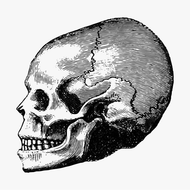 a black and white drawing of a human skull