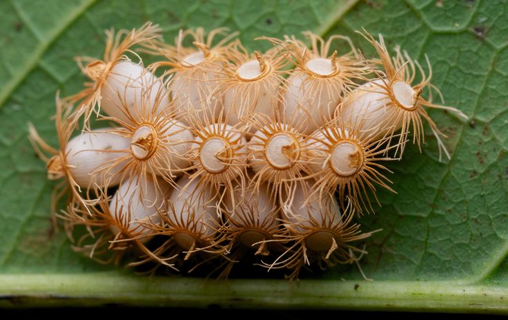 the caterpillars are all lined up together on the green leafy surface