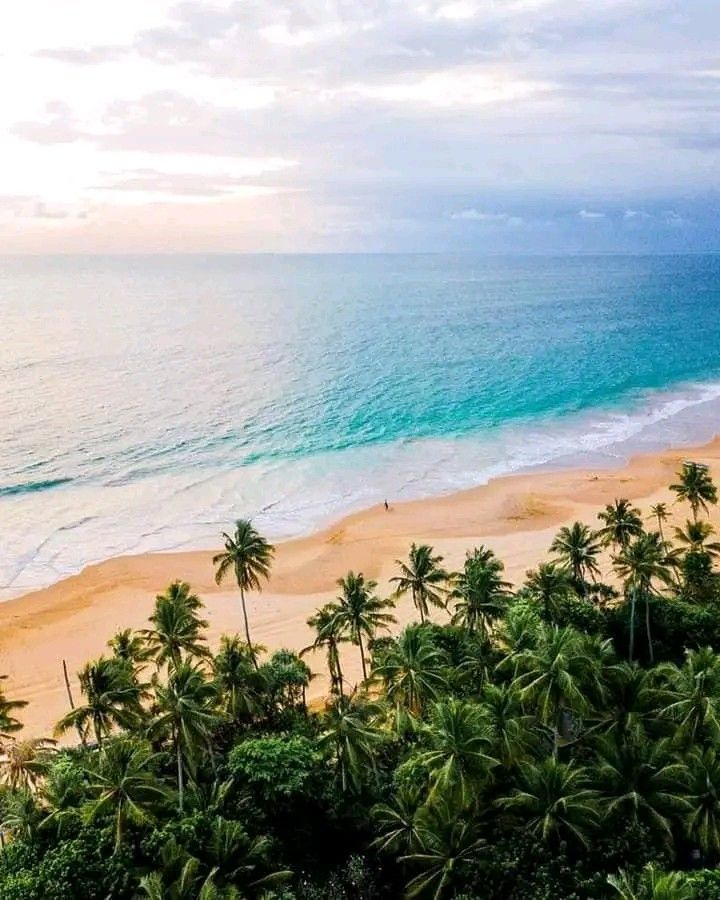 an aerial view of the beach and ocean with palm trees in the foreground, on a cloudy day