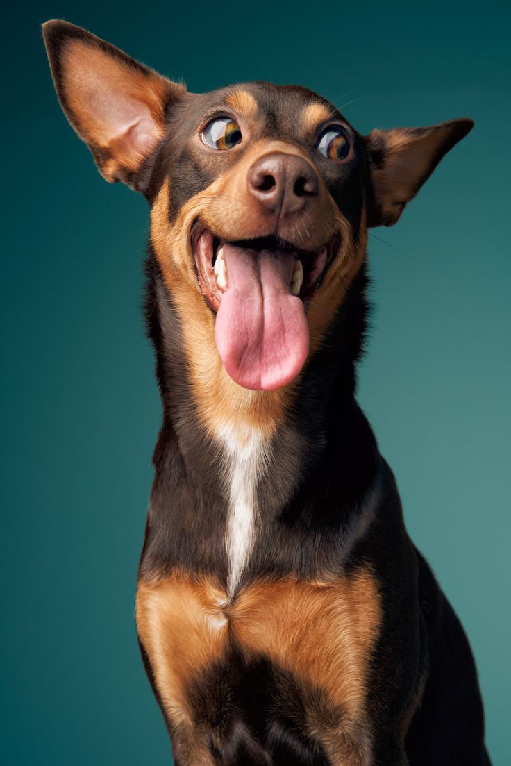 a brown and black dog with its tongue hanging out looking up at the camera on a blue background