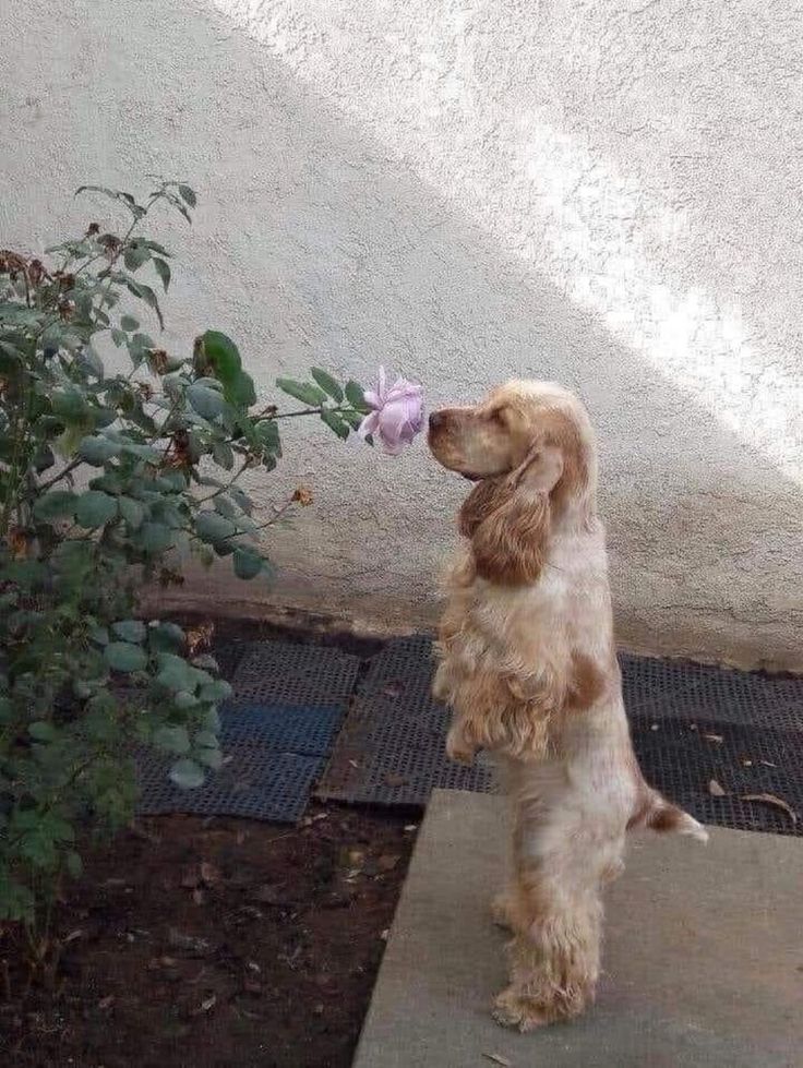 a dog standing on its hind legs with a toy in it's mouth and looking up