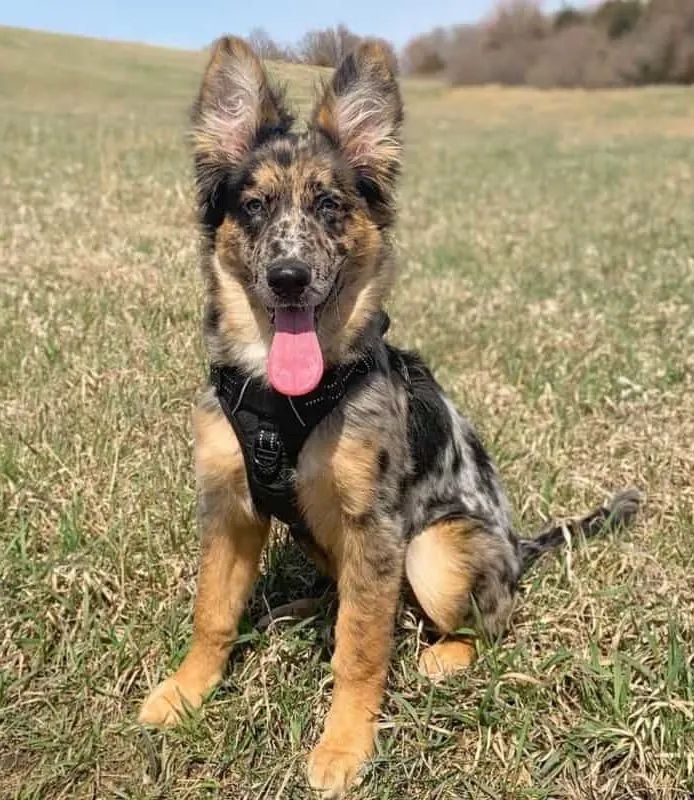 a dog sitting in the grass with its tongue out