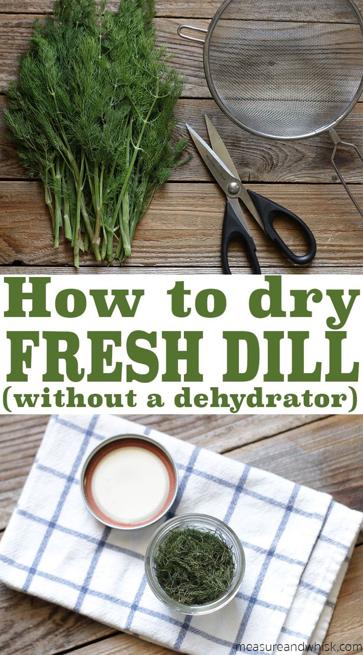 how to dry fresh dill without a dehydraator is easy and fun