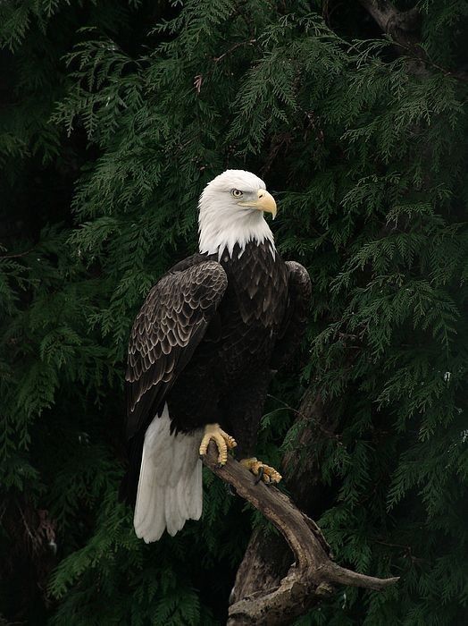 an eagle is perched on a tree branch